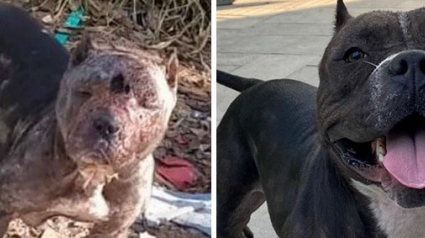 Illustration : Passionné par les Pitbulls, cet homme tente de sauver une chienne abandonnée dans les bois, victime de violence et couverte de blessures !