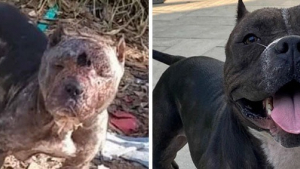 Illustration : Passionné par les Pitbulls, cet homme tente de sauver une chienne abandonnée dans les bois, victime de violence et couverte de blessures !