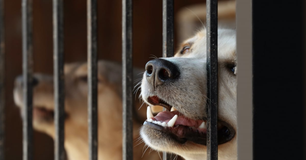 L’abandon de l’animal de compagnie que dit la loi