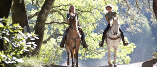 Illustration : "Choisir un cheval d’endurance"