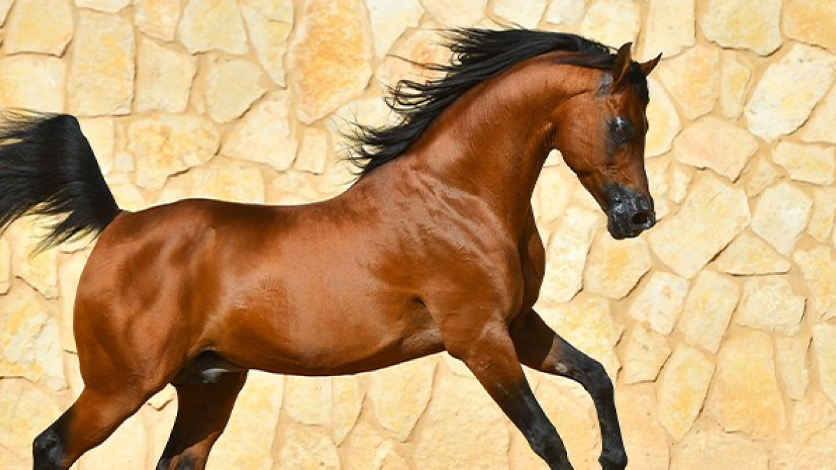 Illustration : "Qu’est-ce qu’un cheval plein papier ?"