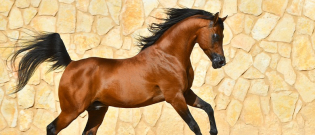 Illustration : "Qu’est-ce qu’un cheval plein papier ?"