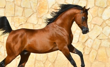 Illustration : "Qu’est-ce qu’un cheval plein papier ?"