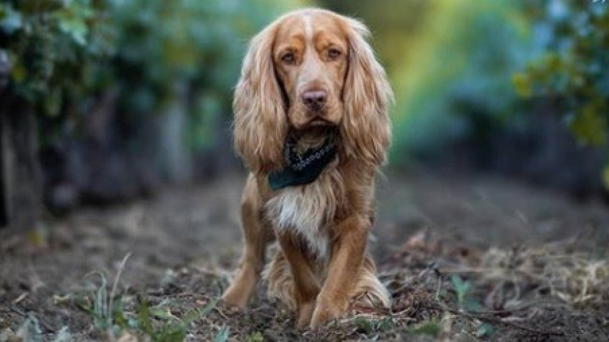 Illustration : "Candidate de « La France a un incroyable talent », elle recherche son chien disparu lors du tournage de l’émission"