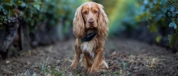 Illustration : "Candidate de « La France a un incroyable talent », elle recherche son chien disparu lors du tournage de l’émission"