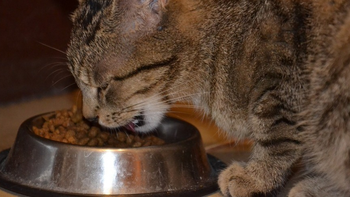 Illustration : "D’après la science, nourrir votre chat une seule fois par jour permettrait d’améliorer sa santé d’après la science "