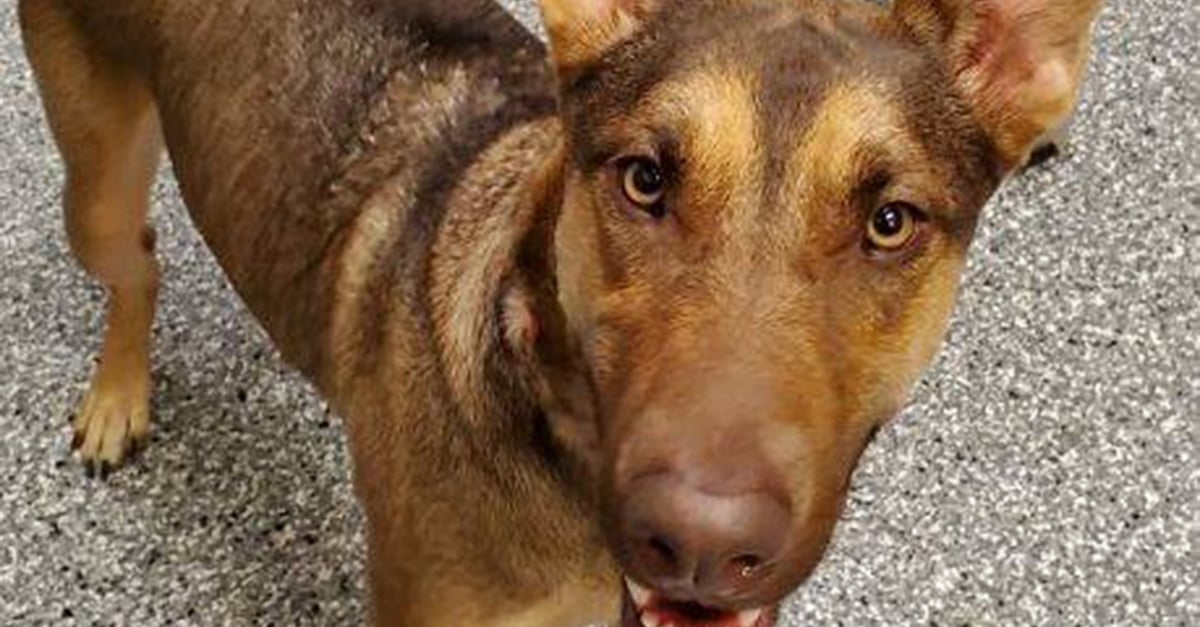Ils découvrent un chien d’un an abandonné dans la forêt