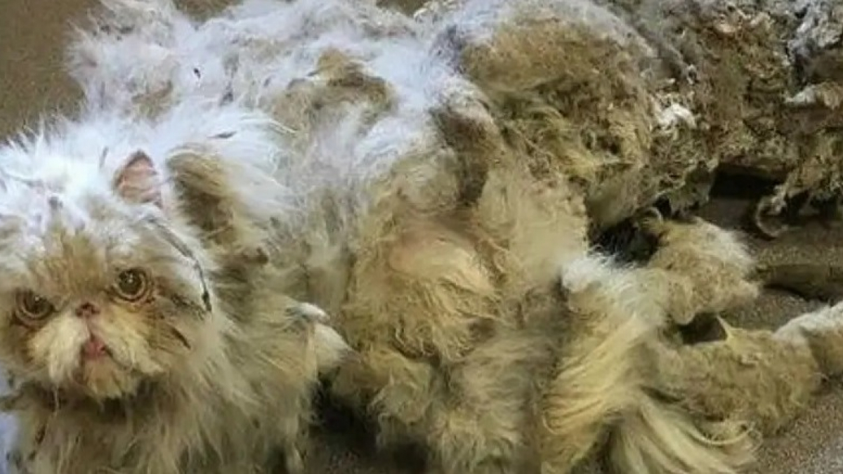 Illustration : "Des bénévoles prennent en charge un chat victime d’un propriétaire dépassé et lui retirent les deux kilos de fourrure qui l’empêchaient de vivre !"