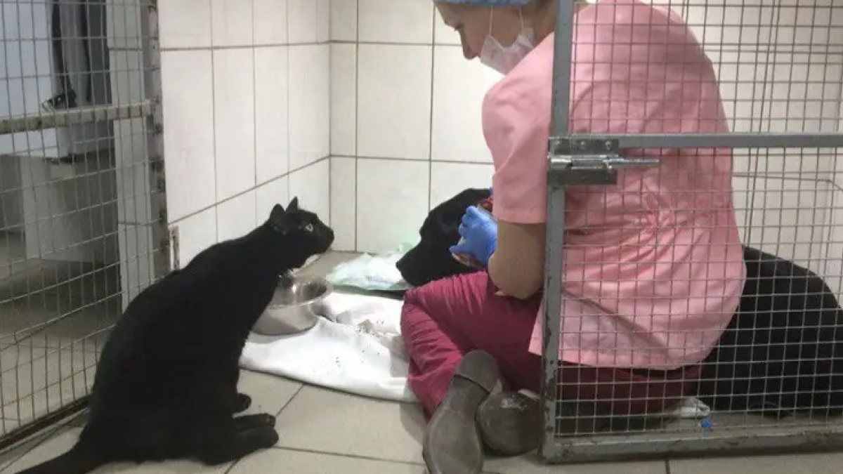 Illustration : "Depuis son admission à la clinique vétérinaire où il a été sauvé, ce chat paralysé offre un soutien indéfectible à tous les animaux malades qu’il rencontre ! "