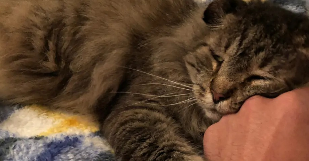 Secouru Apres Dix Annees D Errance Ce Chat Touche Par Le Sida Felin Decouvre La Chaleur D Un Foyer Apres Avoir Evite L Euthanasie Secouru Apres Dix Annees D Errance Ce Chat Touche Par Le Sida Felin Decouvre La Chaleur D Un Foyer Apres Avoir Evite L Euthanasie