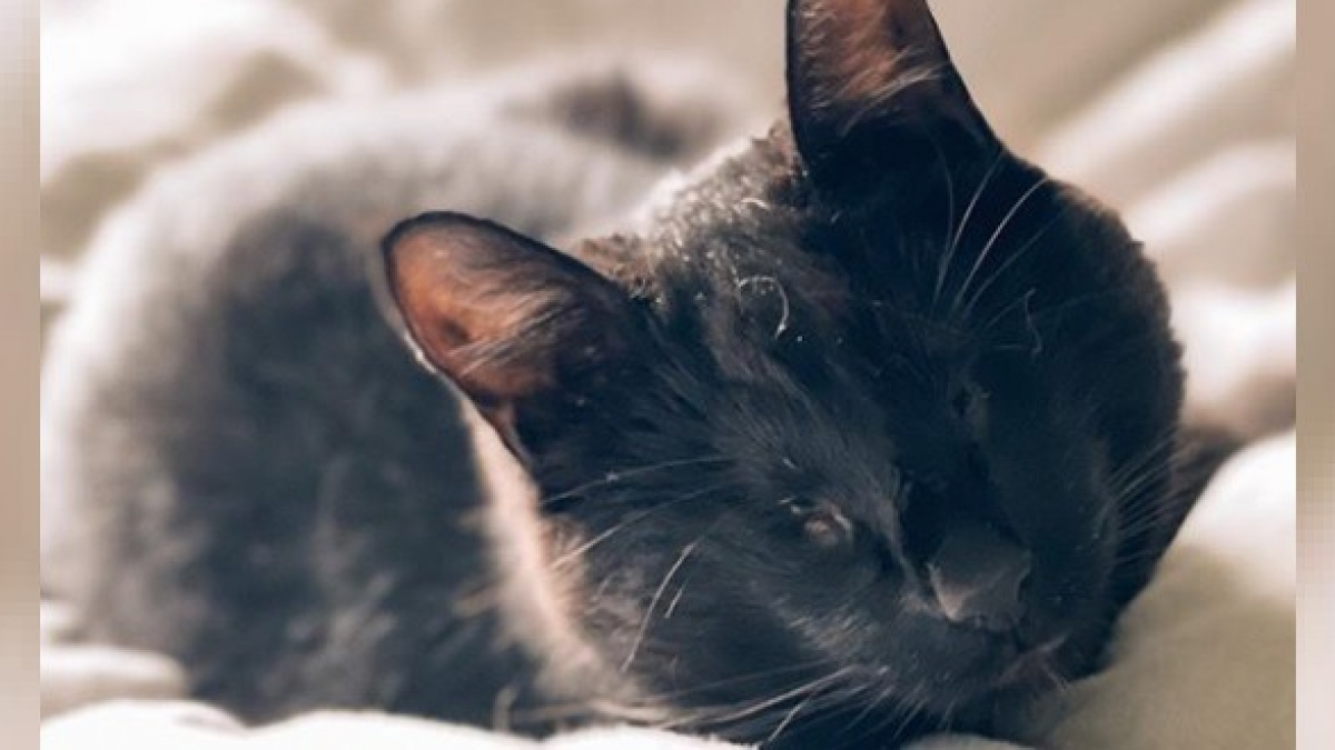 Illustration : "Abandonné à 5 semaines, ce chat a une passion débordante pour l'eau qui lui permet de mieux appréhender son handicap !"