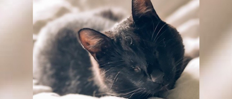 Illustration : "Abandonné à 5 semaines, ce chat a une passion débordante pour l'eau qui lui permet de mieux appréhender son handicap !"