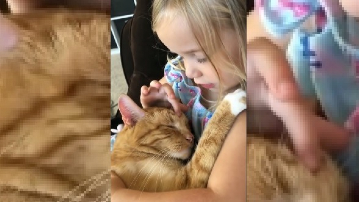 Illustration : "Touché par l’insomnie, ce chat ne s’endort qu’au son de la berceuse chantée par sa jeune propriétaire ! (Vidéo)"