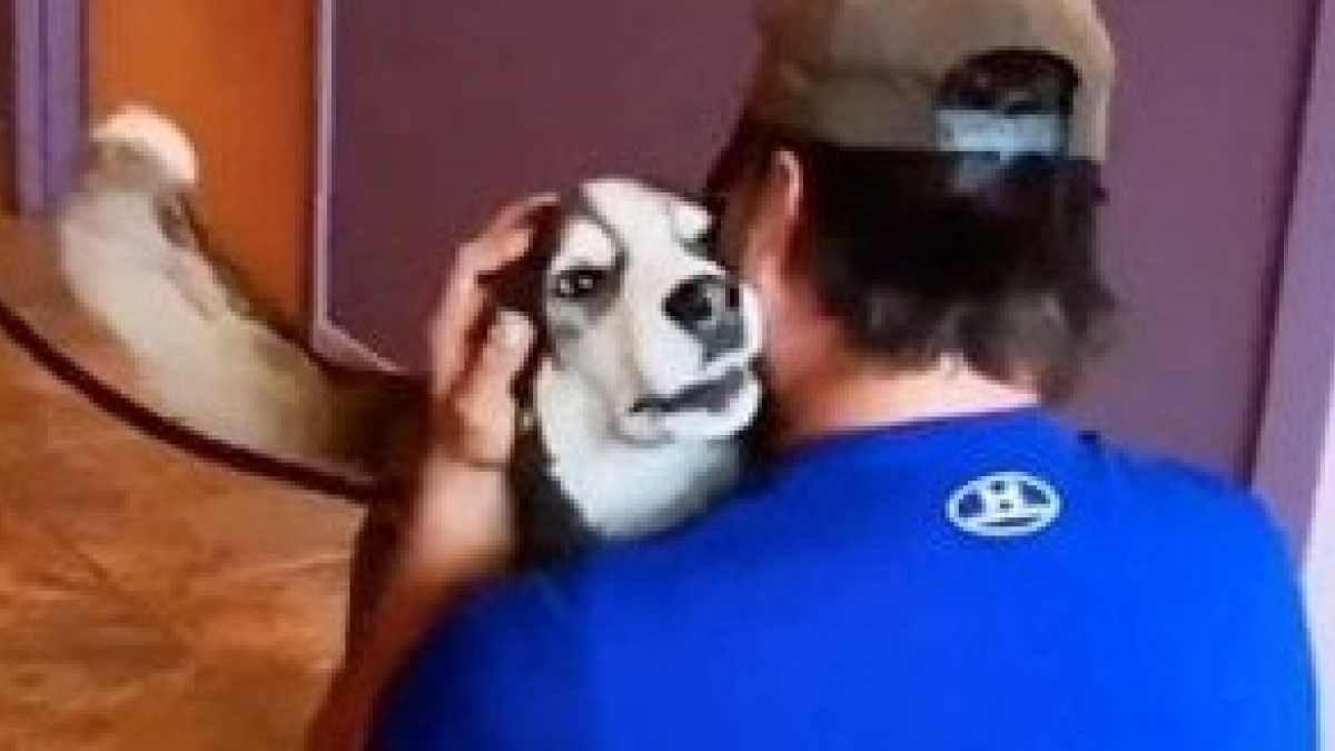 Illustration : "Séparés depuis plus de trois ans, ce chien chante de joie lorsqu’il retrouve son propriétaire profondément touché depuis sa fuite (Vidéo)"