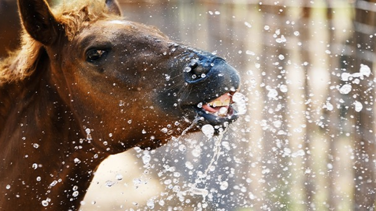 Illustration : "Protéger son cheval de la chaleur"