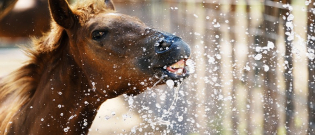 Illustration : "Comment préserver son cheval de la chaleur ?"