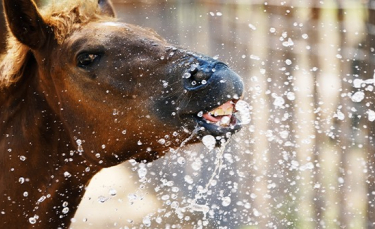 Illustration : "Protéger son cheval de la chaleur"