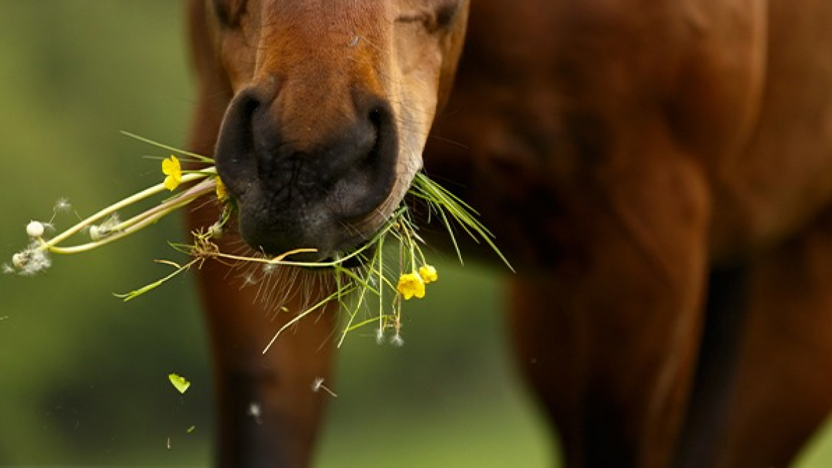 Illustration : "Les plantes toxiques pour le cheval "