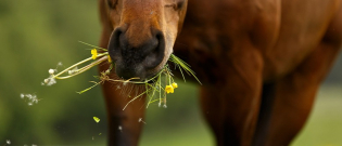 Illustration : "Les plantes toxiques pour le cheval "