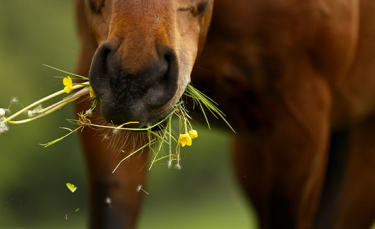 Illustration : "Les plantes toxiques pour le cheval "