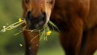 Illustration : "Les plantes toxiques pour le cheval "