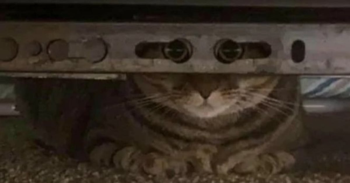 15 animaux qui ont de véritables talents en matière d’espionnage