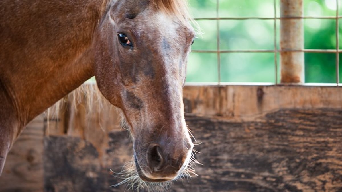 Illustration : "Comment prendre soin d’un vieux cheval ?"