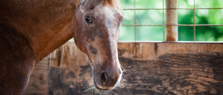 Illustration : "Comment prendre soin d’un vieux cheval ?"