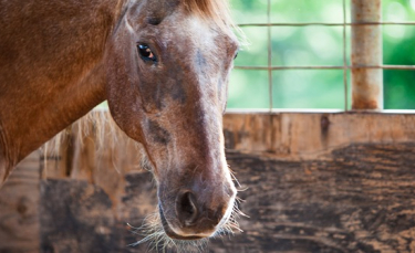 Illustration : "Comment prendre soin d’un vieux cheval ?"
