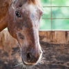 Illustration : Comment prendre soin d&rsquo;un vieux cheval ?