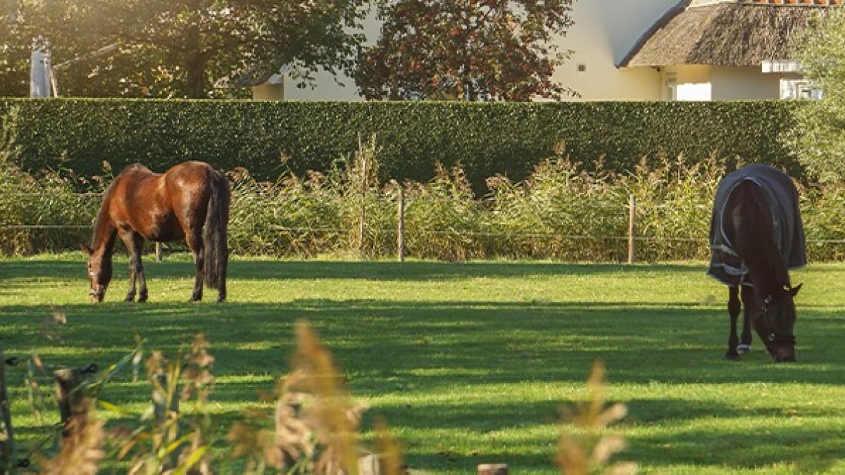 Illustration : "Héberger son cheval chez soi "