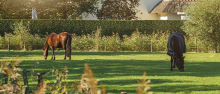 Illustration : "Héberger son cheval chez soi "