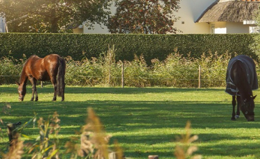 Illustration : "Héberger son cheval chez soi "