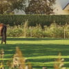 Illustration : H&eacute;berger son cheval chez soi 