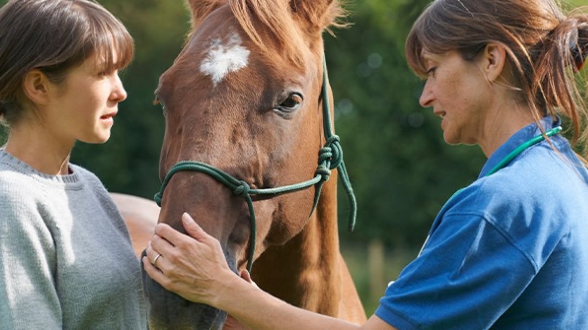 Illustration : "L’importance de la visite d’achat du cheval"