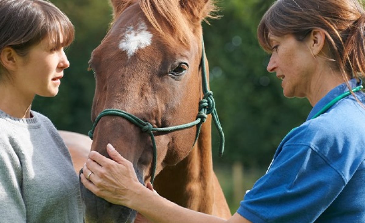 Illustration : "L’importance de la visite d’achat du cheval"