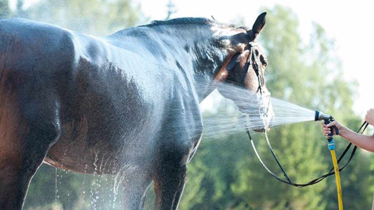 Illustration : "Le coup de chaleur chez le cheval"