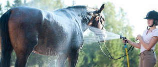 Illustration : "Le coup de chaleur chez le cheval"