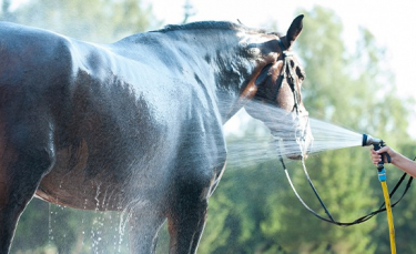 Illustration : "Le coup de chaleur chez le cheval"