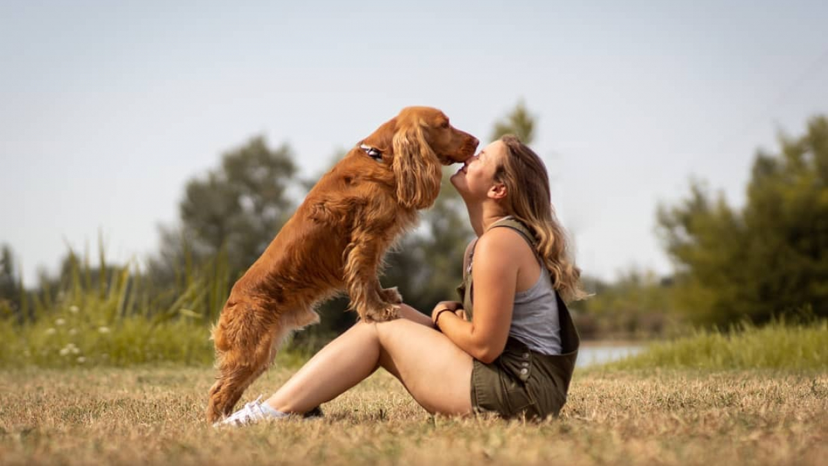 Illustration : "Merveilleuse nouvelle : Koda, le chien disparu pendant le tournage de 