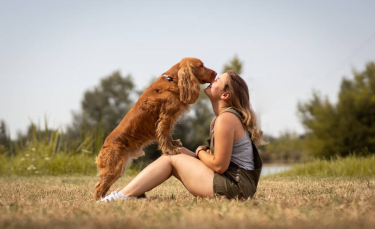 Illustration : "Merveilleuse nouvelle : Koda, le chien disparu pendant le tournage de