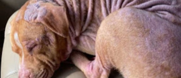 Illustration : "Fatigué par la vie en refuge, ce Pitbull tout juste adopté s’endort à la seconde où il entre dans la voiture de son nouveau propriétaire !"