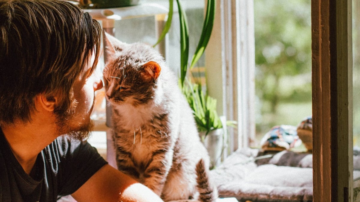 Illustration : "Poster des photos de son chat sur les réseaux : une mauvaise idée pour les hommes célibataires ?"