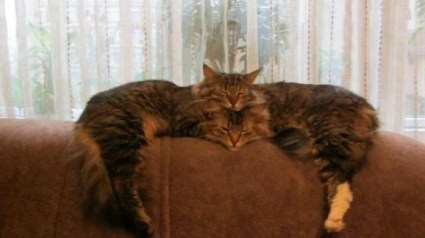 Illustration : 18 chats qui ne s’endorment paisiblement que dans certaines conditions