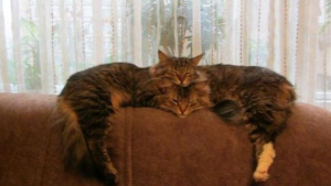 Illustration : "18 chats qui ne s’endorment paisiblement que dans certaines conditions"