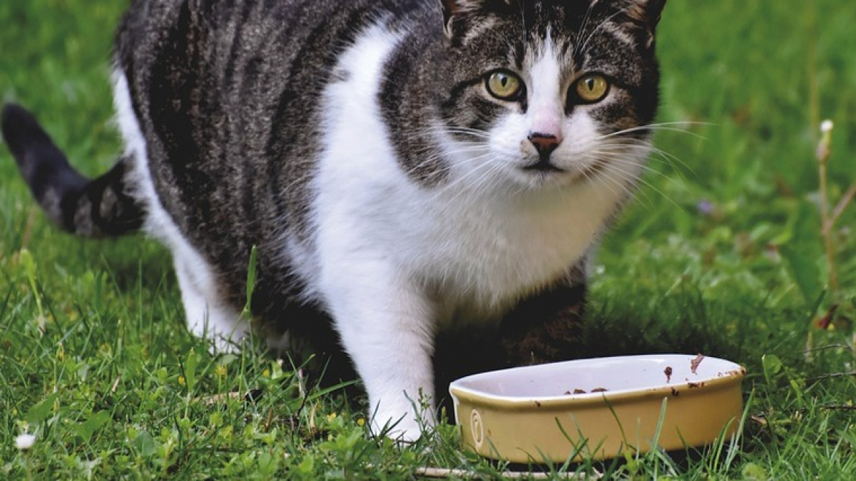 Illustration : "Deux membres d’une association encourent une amende de plus de 3 500€ pour avoir nourri les chats de