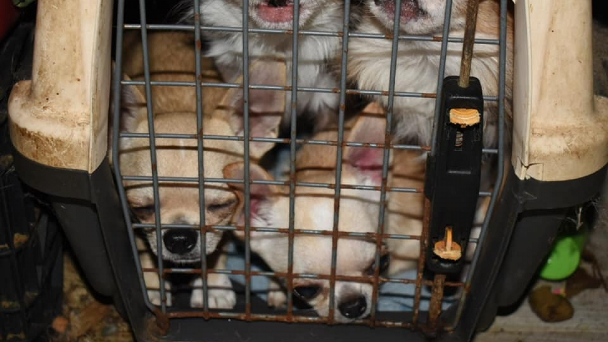 Illustration : "Les policiers interviennent dans un appartement et tentent de sauver 29 chihuahuas entassés dans des cages à chat ! "