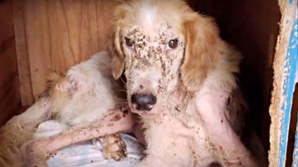 Illustration : Infesté de tiques, de puces et d’asticots sous ses plaies béantes, un chien se transforme lorsqu’il est pris en charge par des bénévoles ! 