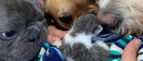 Illustration : "Touchés par le sort d’un chaton errant de quelques jours, ces trois chiens décident de l’adopter et lui offrent toute leur attention"