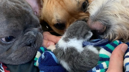 Illustration : Touchés par le sort d’un chaton errant de quelques jours, ces trois chiens décident de l’adopter et lui offrent toute leur attention